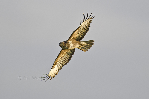 Common Buzzard