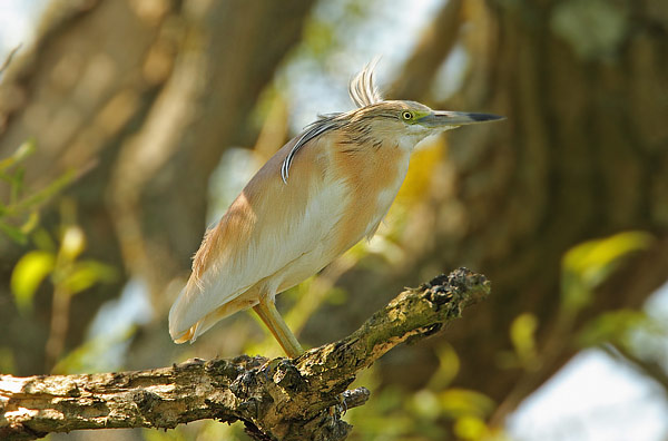 Squacco Heron