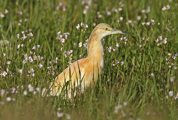 Squacco Heron