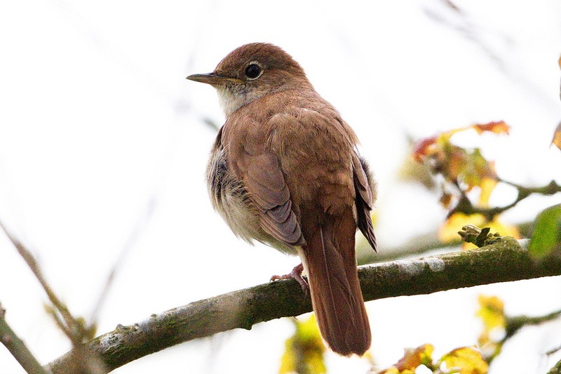 Nightingale