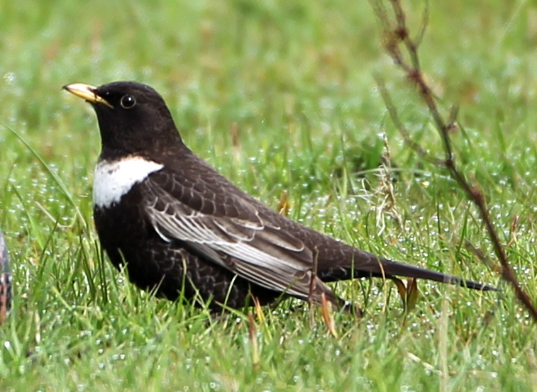 Ring Ouzel