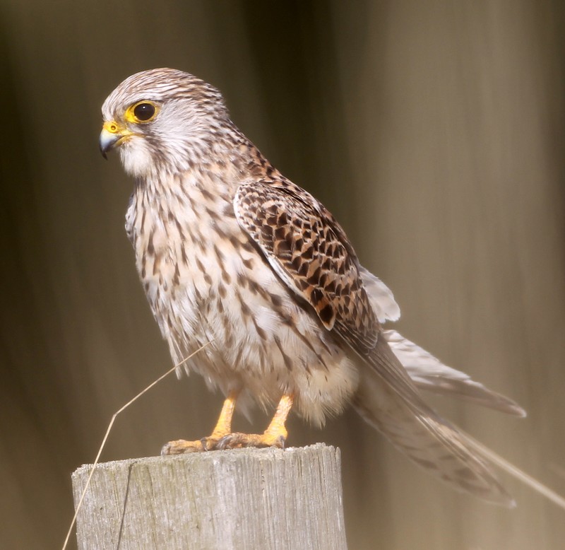 Kestrel