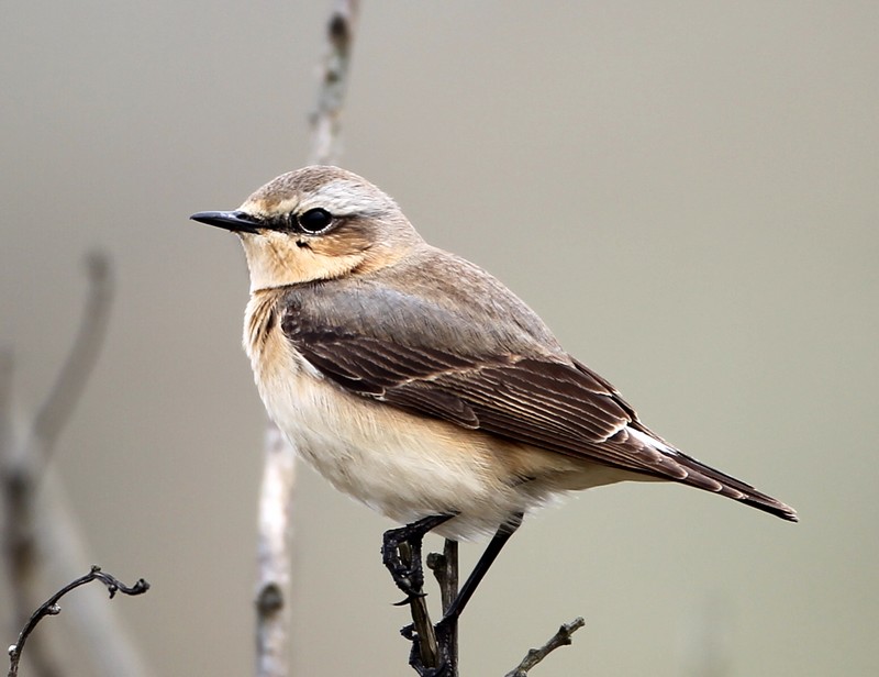 Wheatear