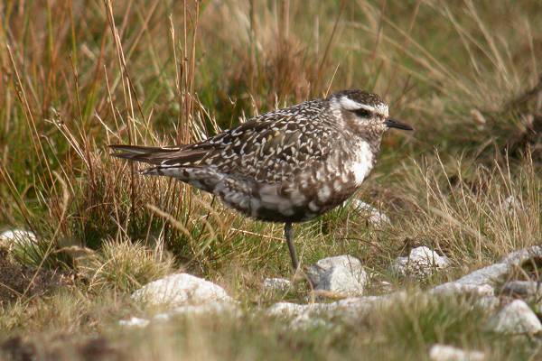 American Golden Plover
