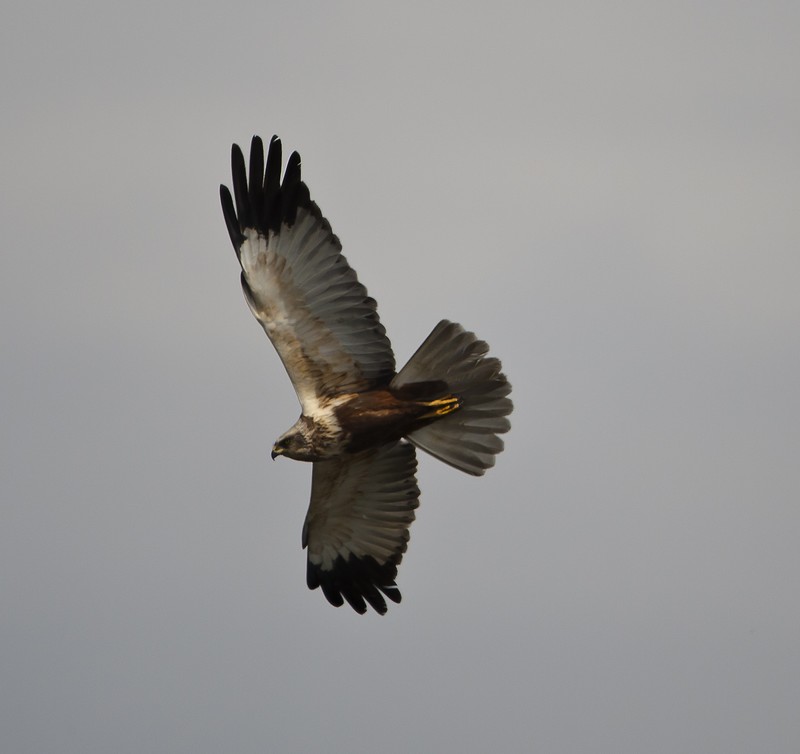 Marsh Harrier