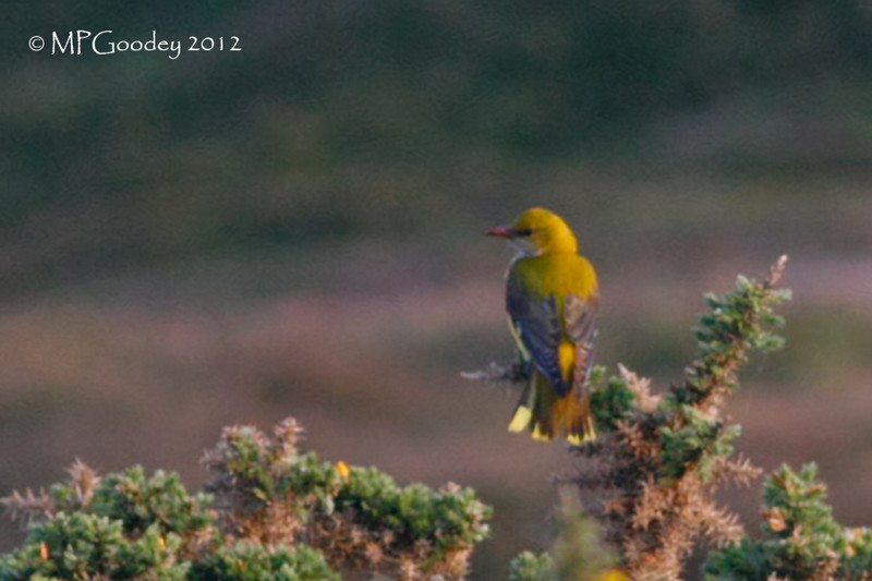 Golden Oriole
