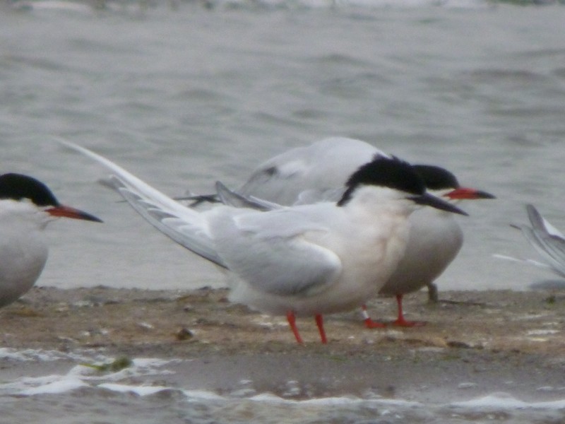 Roseate Tern