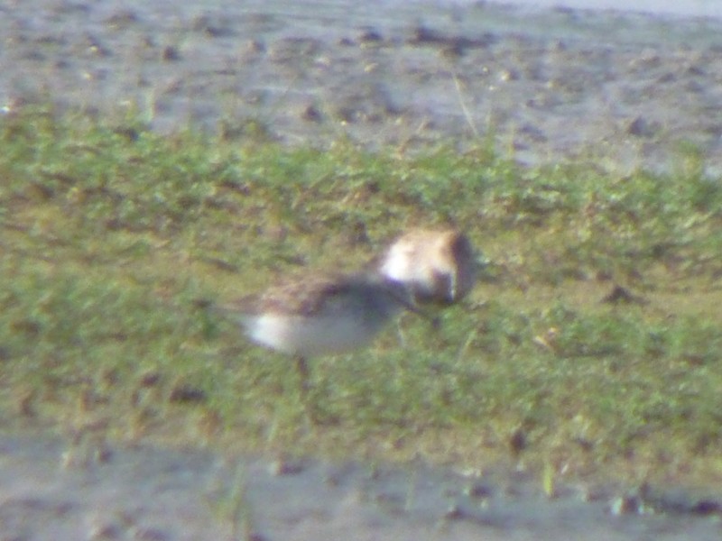 White-rumped Sandpiper