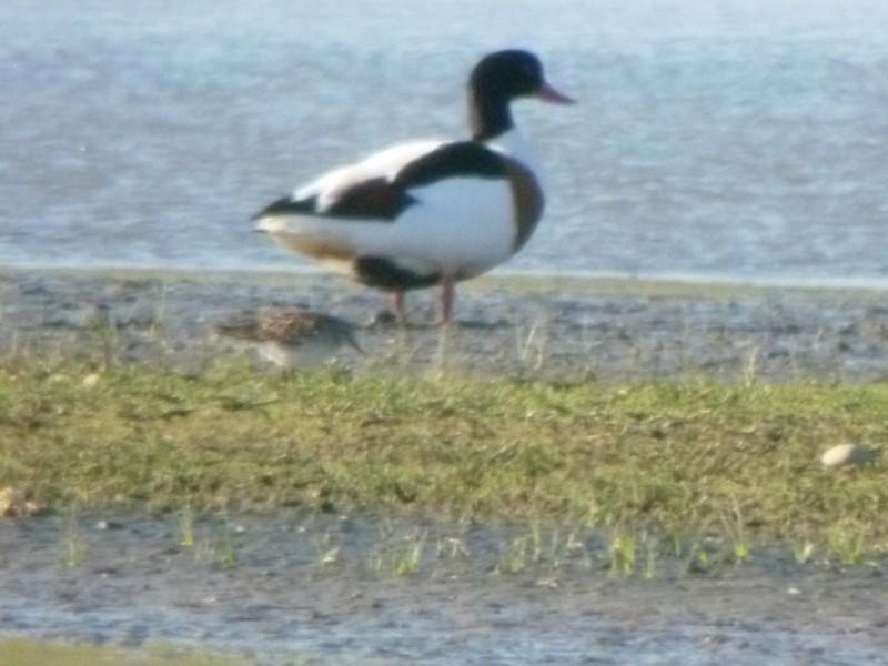 White-rumped Sandpiper