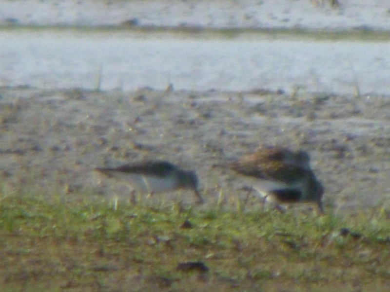 White-rumped Sandpiper