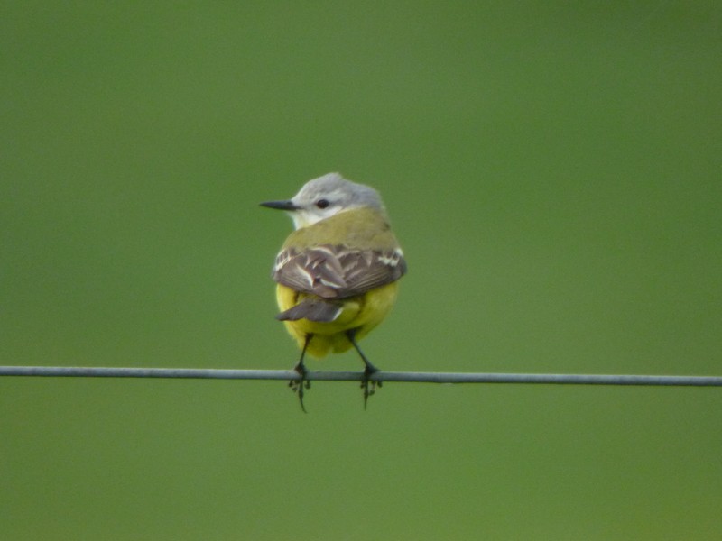 Blue-headed Wagtail