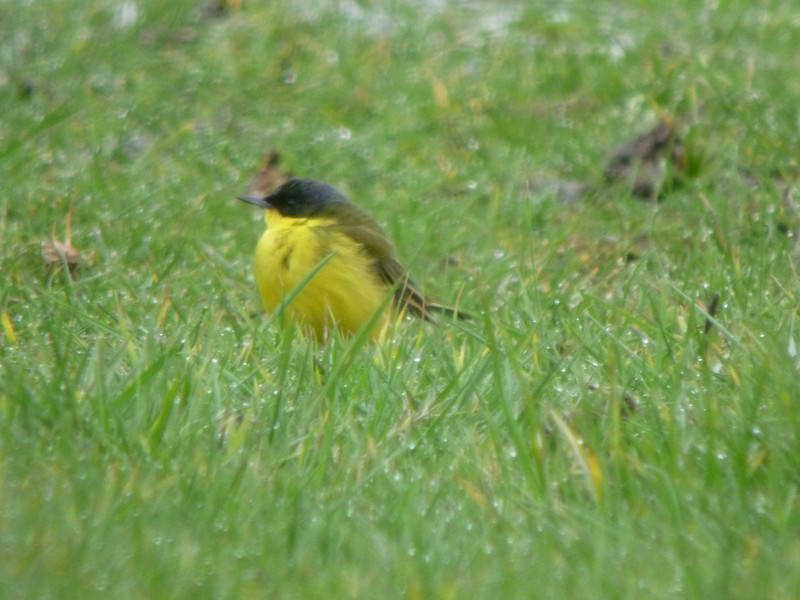 Grey-headed Wagtail