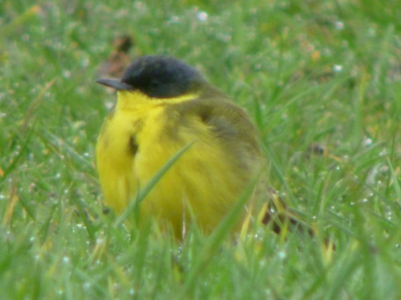 Grey-headed Wagtail