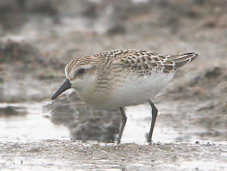 Semipalmated Sandpiper