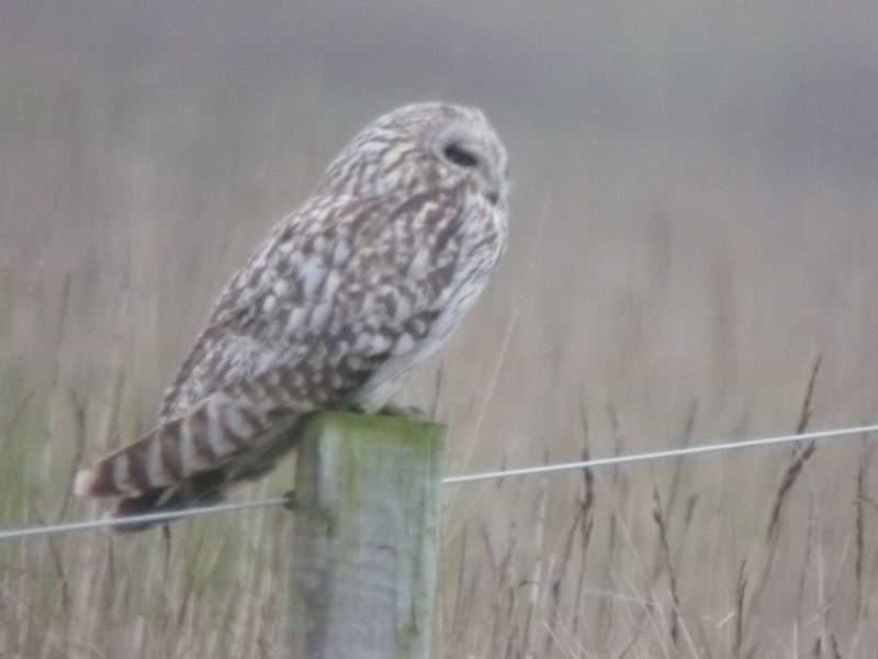 Short-eared Owl