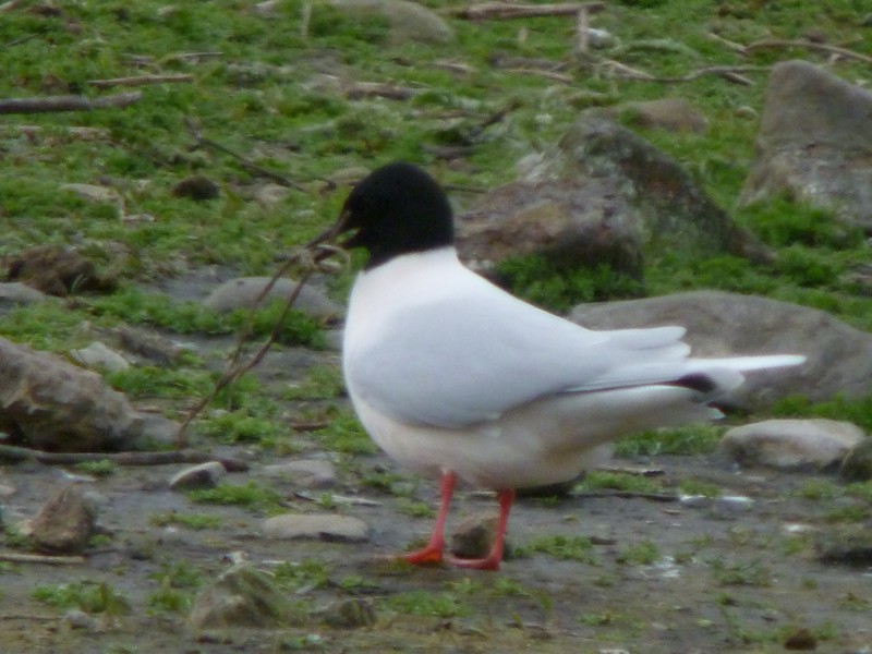 Little Gull