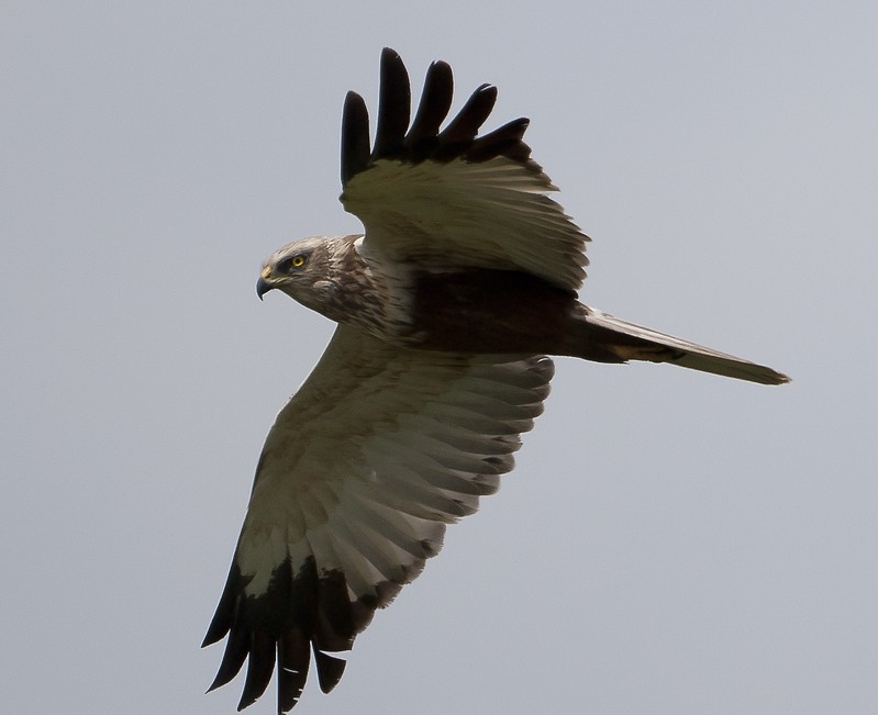 Marsh Harrier