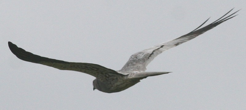 Montagu's Harrier