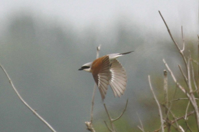 Red-backed Shrike