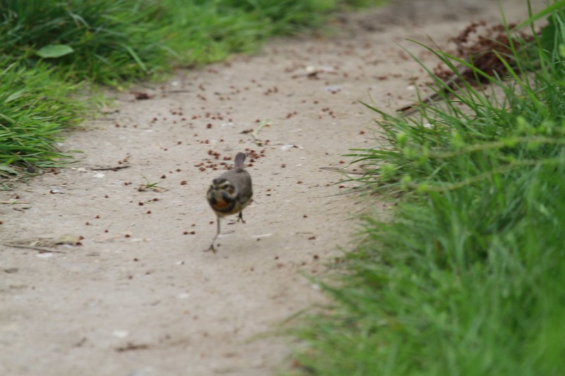 Red-spotted Bluethroat