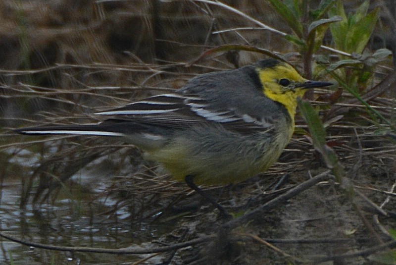 Citrine Wagtail