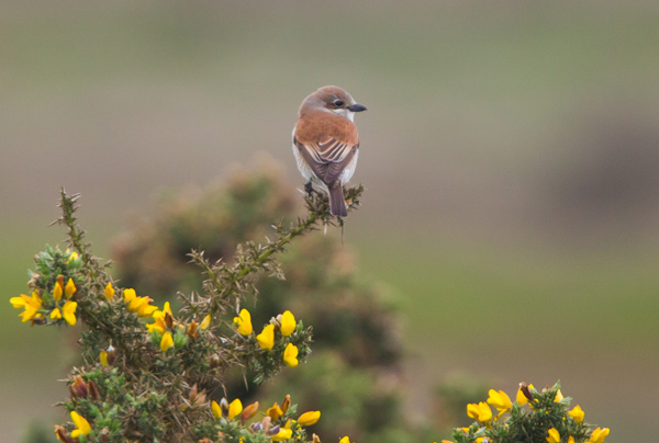 Red-backed Shrike