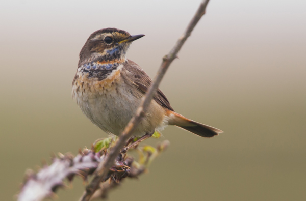 Red-spotted Bluethroat