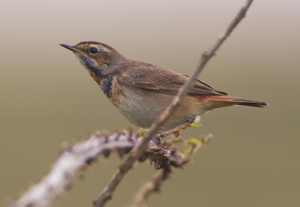 Red-spotted Bluethroat