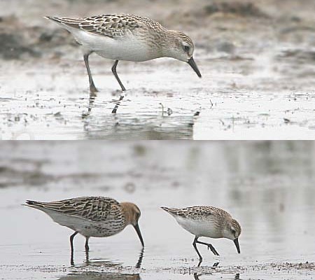 Semipalmated Sandpiper