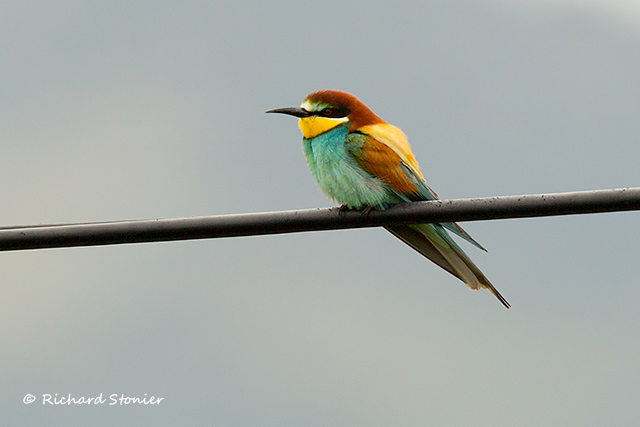 Bee-eater