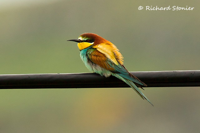 Bee-eater