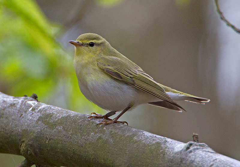 Wood Warbler