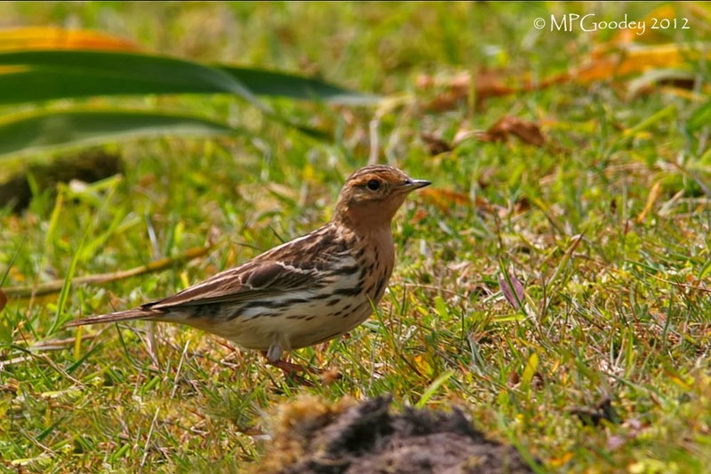 Red-throated Pipit