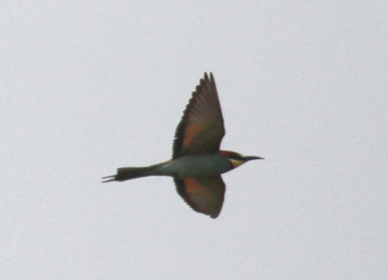 Bee-eater