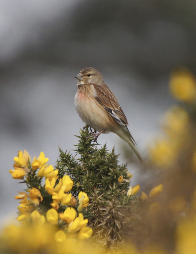 Linnet