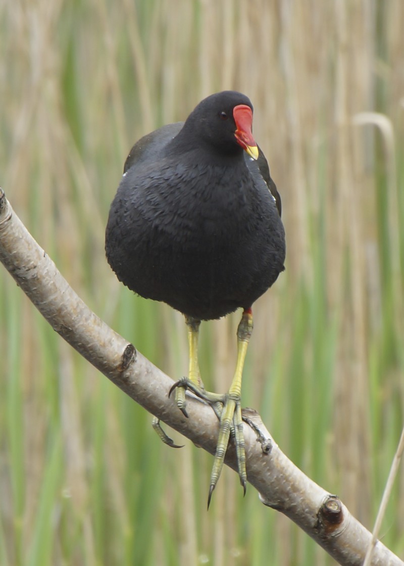 Moorhen