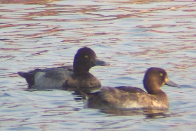Lesser Scaup