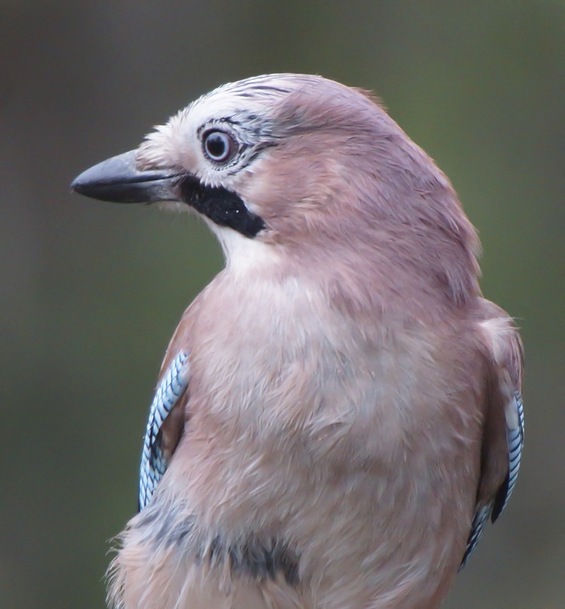 Jay