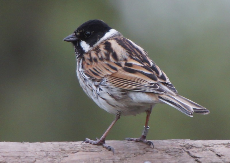 Reed Bunting
