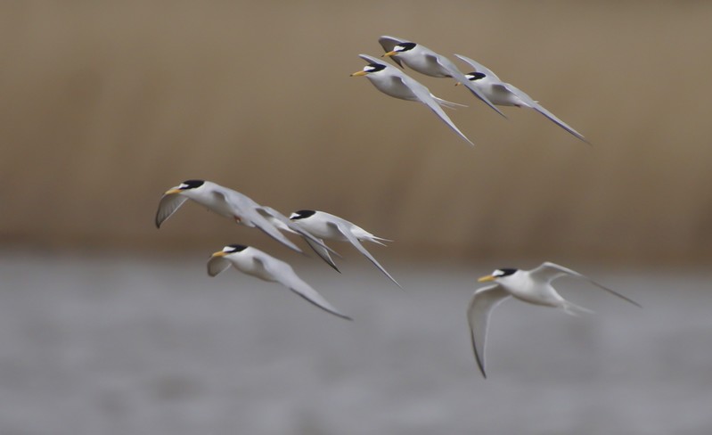 Little Tern