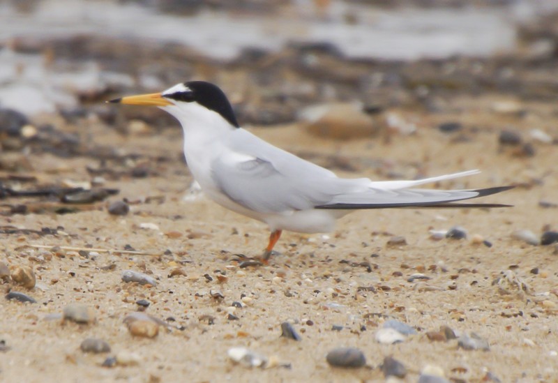 Little Tern