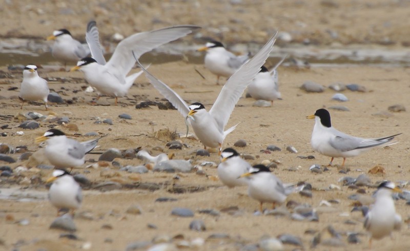 Little Tern