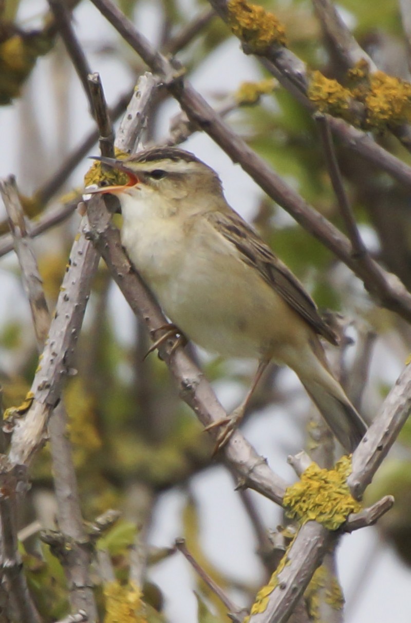Sedge Warbler