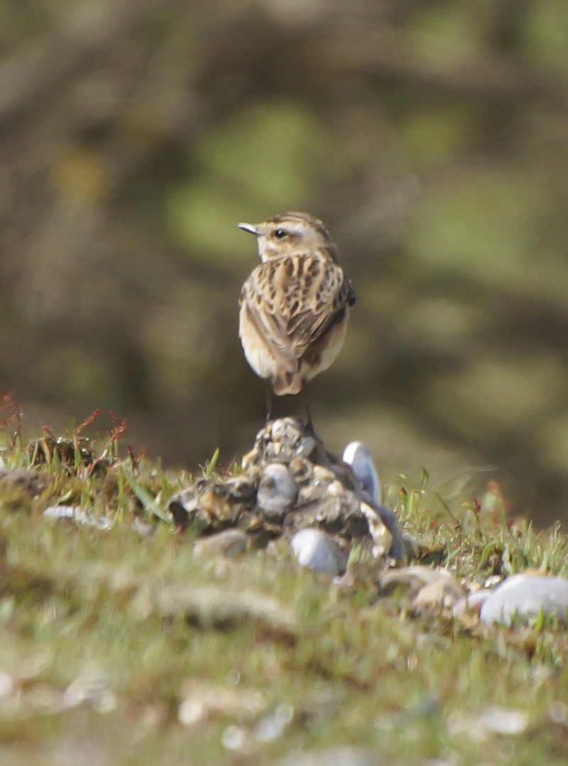Whinchat