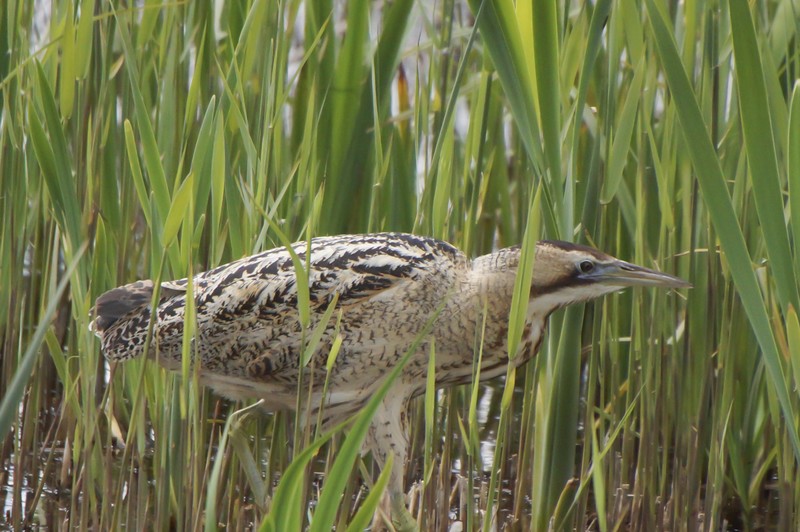 Bittern