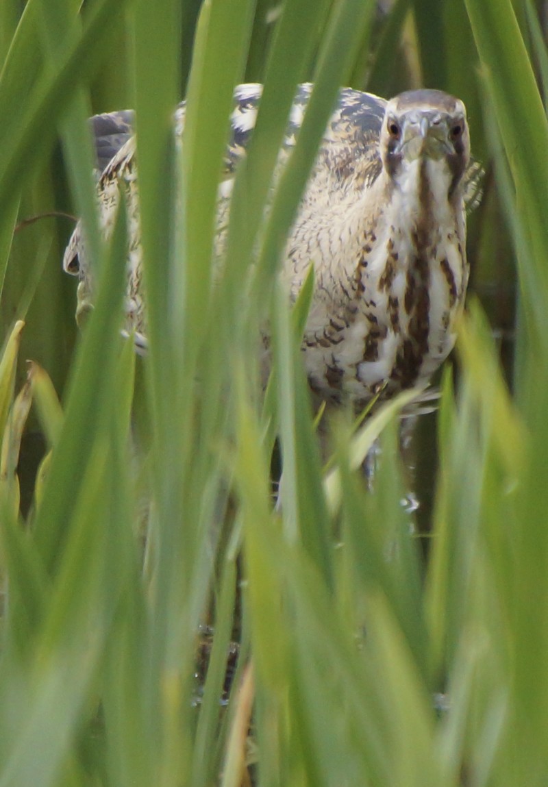 Bittern