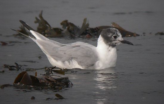 Bonaparte's Gull