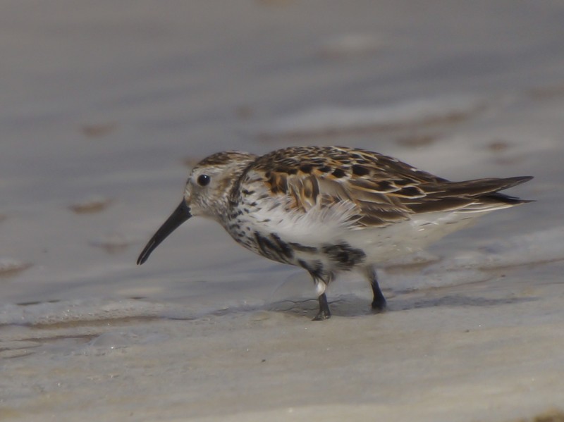 Dunlin