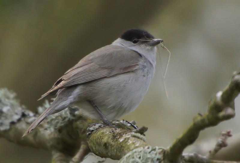 Blackcap