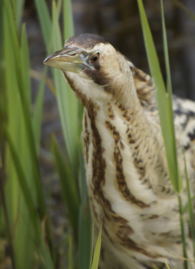 Bittern
